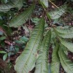 Protium opacum Leaf