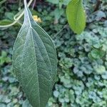 Helianthus × laetiflorus Leaf