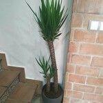 Yucca elephantipes Kabuk