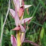 Serapias lingua Flor