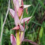 Serapias lingua Flower