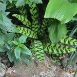 Calathea lancifolia Hoja