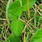 Barleria robertsoniae Leaf