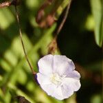 Evolvulus convolvuloides Flor