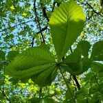 Aesculus turbinata Leaf