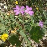 Erodium laciniatum Foglia