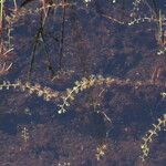 Utricularia intermedia 葉