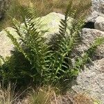 Dryopteris oreades Blad