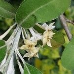 Elaeagnus umbellata Λουλούδι