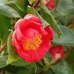 Camellia sasanqua Flor