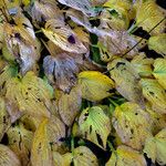 Hosta plantaginea Blatt