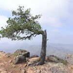 Pinus cembroides Alkat (teljes növény)