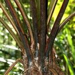 Dicksonia perriei പുറംതൊലി