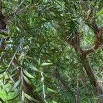 Melaleuca alternifolia Blad