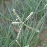 Dactyloctenium aegyptium Flower