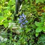 Ajuga reptansFlower