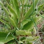 Kalanchoe citrina Leaf