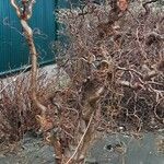 Corylus avellana 整株植物