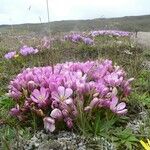 Gentianella cerastioides Fiore