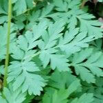 Dicentra formosa 葉