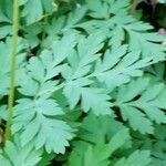 Dicentra formosa Blad