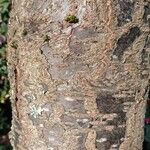 Prunus campanulata Bark