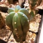 Echinopsis lageniformis Altres