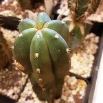 Echinopsis lageniformis Otro