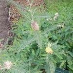 Astragalus alopecurus 葉