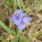 Tradescantia occidentalis 花