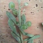 Alyssum desertorum Ffrwyth