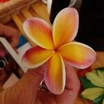 Plumeria rubraЦветок