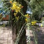 Parkinsonia aculeata Feuille