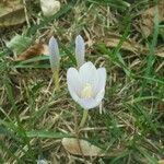 Colchicum alpinumFlower