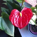 Anthurium andraeanumЦветок