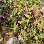 Anchusa variegata Blatt