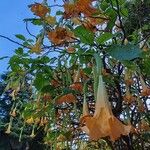 Brugmansia versicolor Blomst