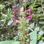 Stachys sylvatica Blüte