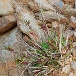 Poa alpina Plante entière