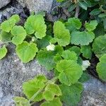 Asarina procumbens Habitat