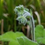 Pelargonium tomentosum Blad