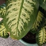 Dieffenbachia seguine葉