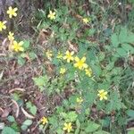 Lactuca muralis Flower