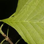 Pittoniotis trichantha 葉
