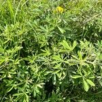 Crotalaria grahamianaFlors