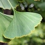 Ginkgo biloba Leaf