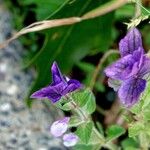 Salvia viridis Altro