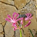 Nerine bowdenii फूल
