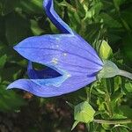 Platycodon grandiflorus Цветок