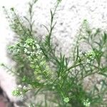 Lepidium virginicumФрукт